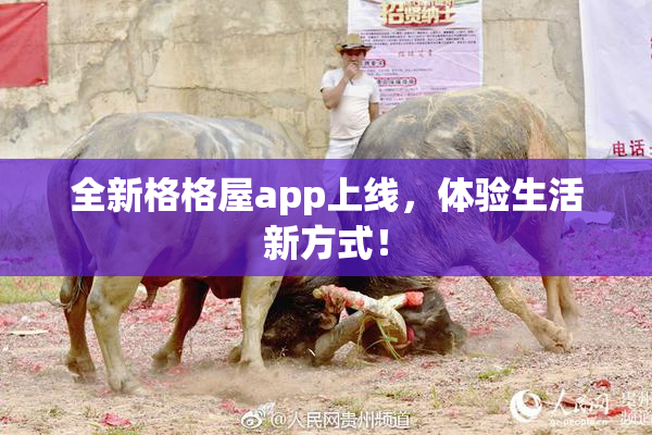 全新格格屋app上线，体验生活新方式！