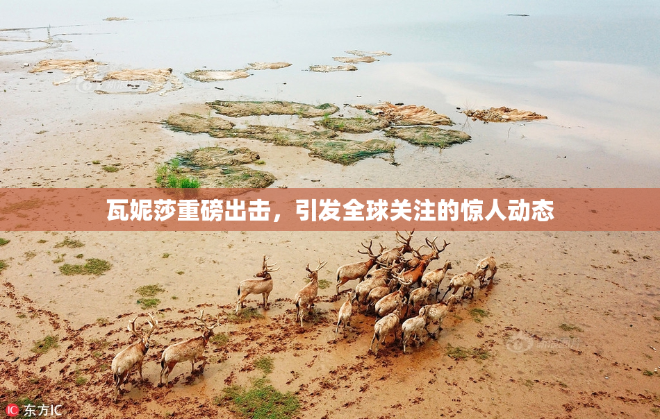 瓦妮莎重磅出击，引发全球关注的惊人动态