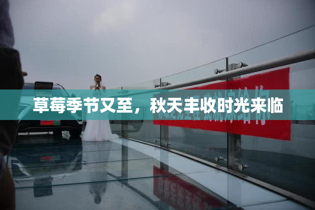 草莓季节又至，秋天丰收时光来临