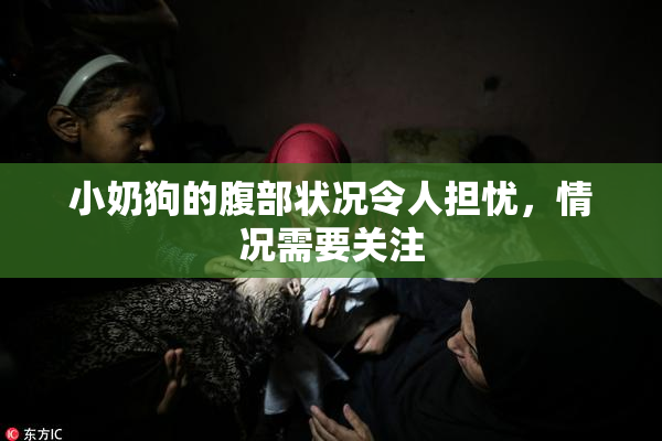 小奶狗的腹部状况令人担忧，情况需要关注