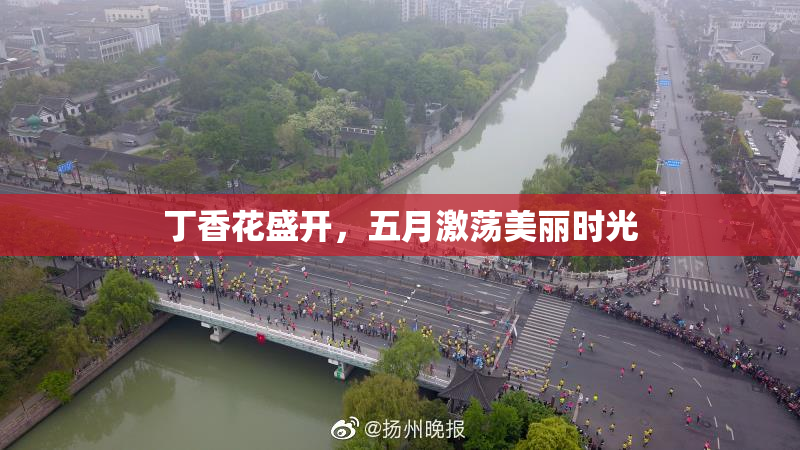 丁香花盛开，五月激荡美丽时光