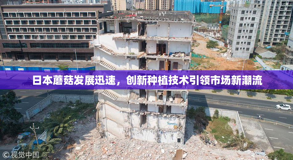 日本蘑菇发展迅速，创新种植技术引领市场新潮流