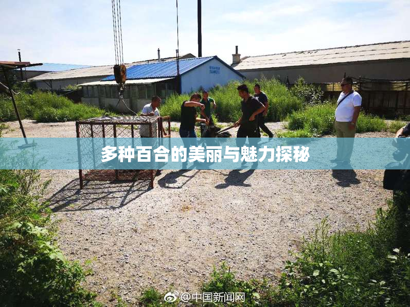 多种百合的美丽与魅力探秘