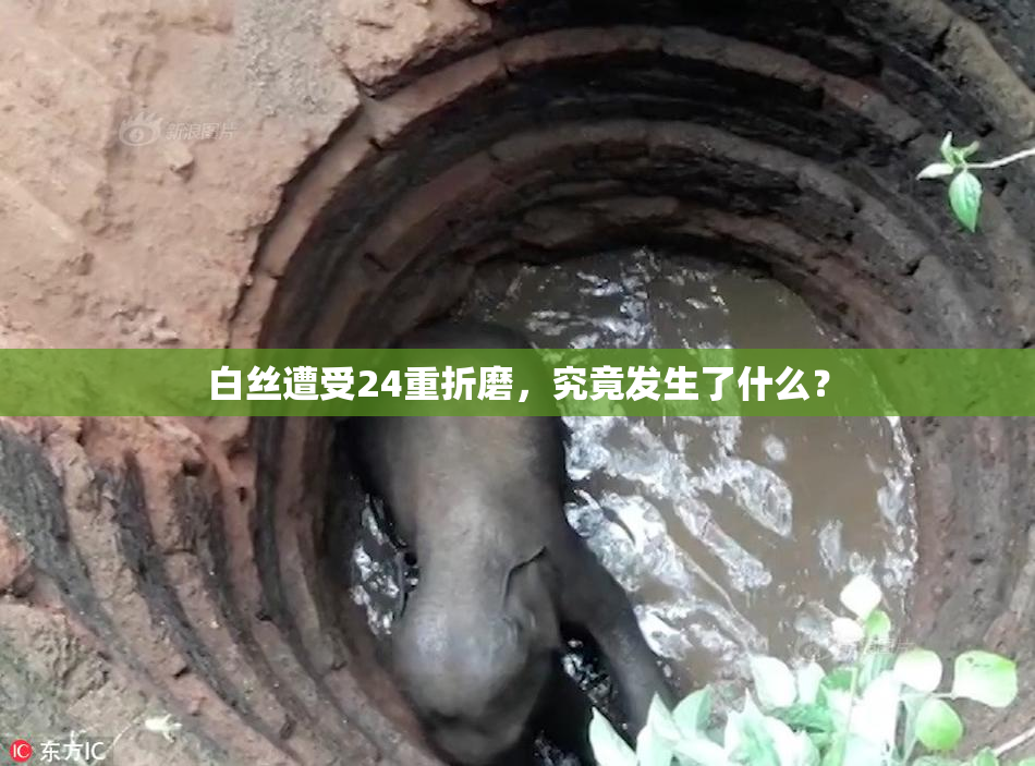 白丝遭受24重折磨，究竟发生了什么？
