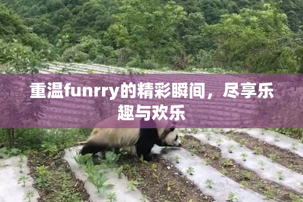 重温funrry的精彩瞬间，尽享乐趣与欢乐