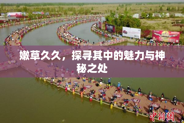 嫩草久久，探寻其中的魅力与神秘之处