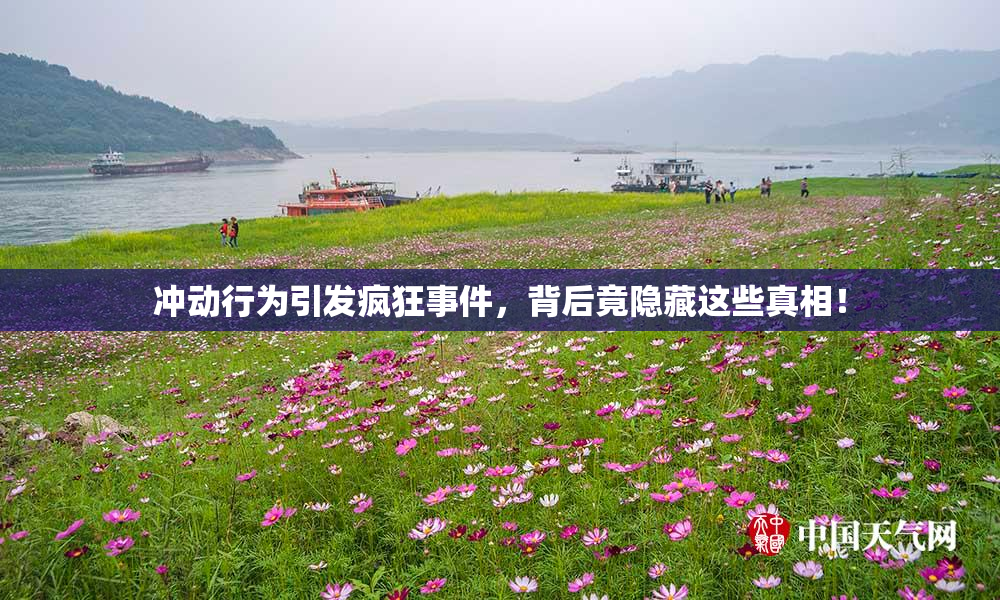 冲动行为引发疯狂事件，背后竟隐藏这些真相！