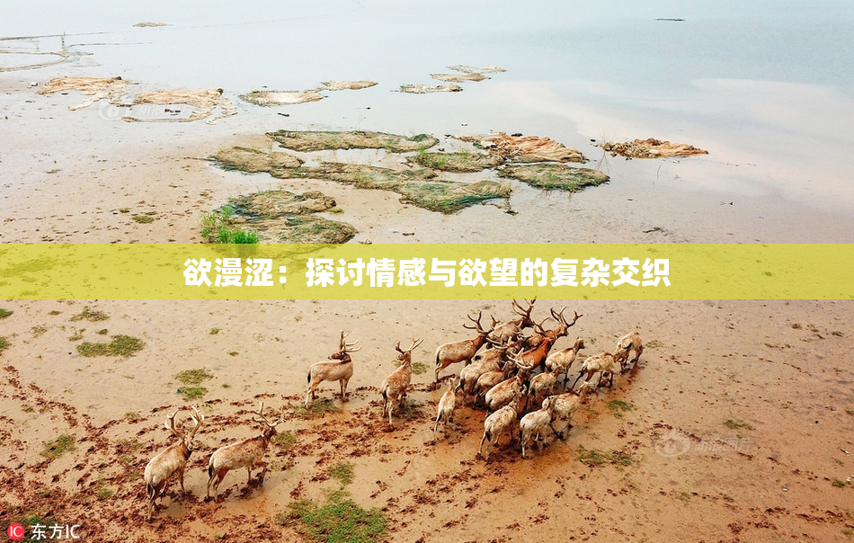 欲漫涩：探讨情感与欲望的复杂交织