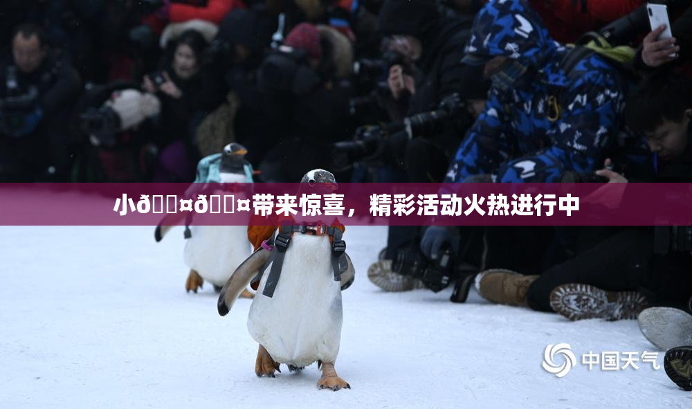 小🐤🐤带来惊喜，精彩活动火热进行中