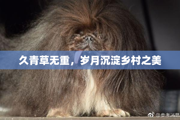 久青草无重，岁月沉淀乡村之美