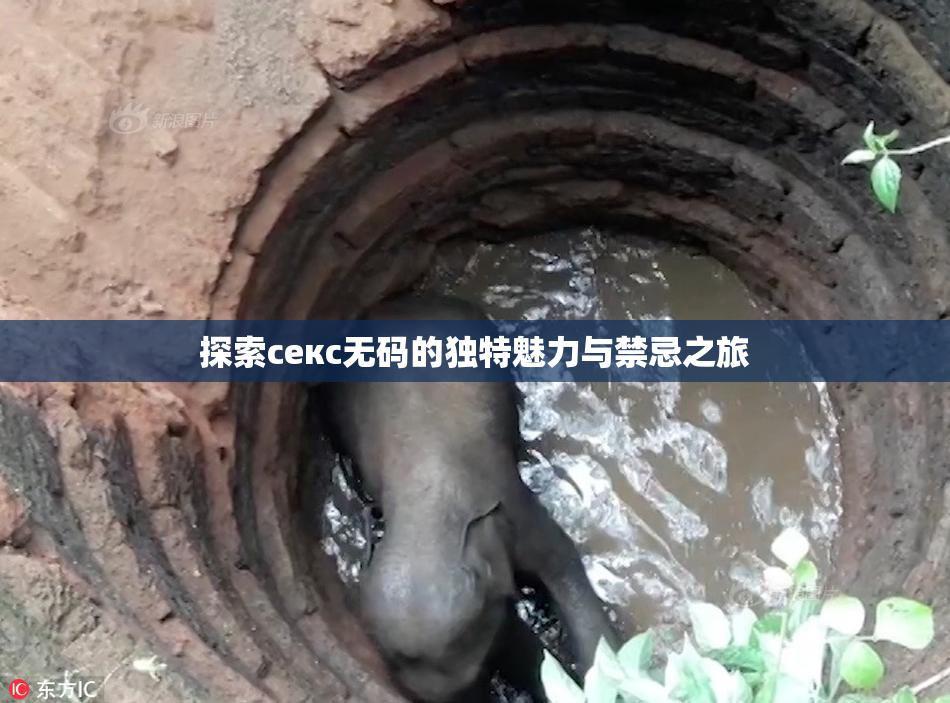 探索секс无码的独特魅力与禁忌之旅