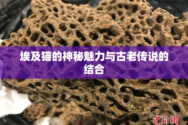 埃及猫的神秘魅力与古老传说的结合