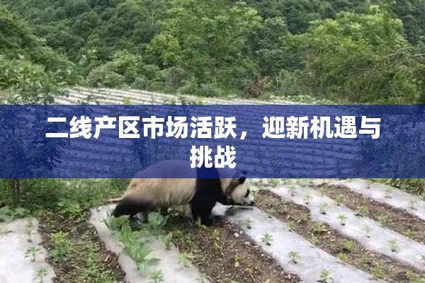二线产区市场活跃，迎新机遇与挑战