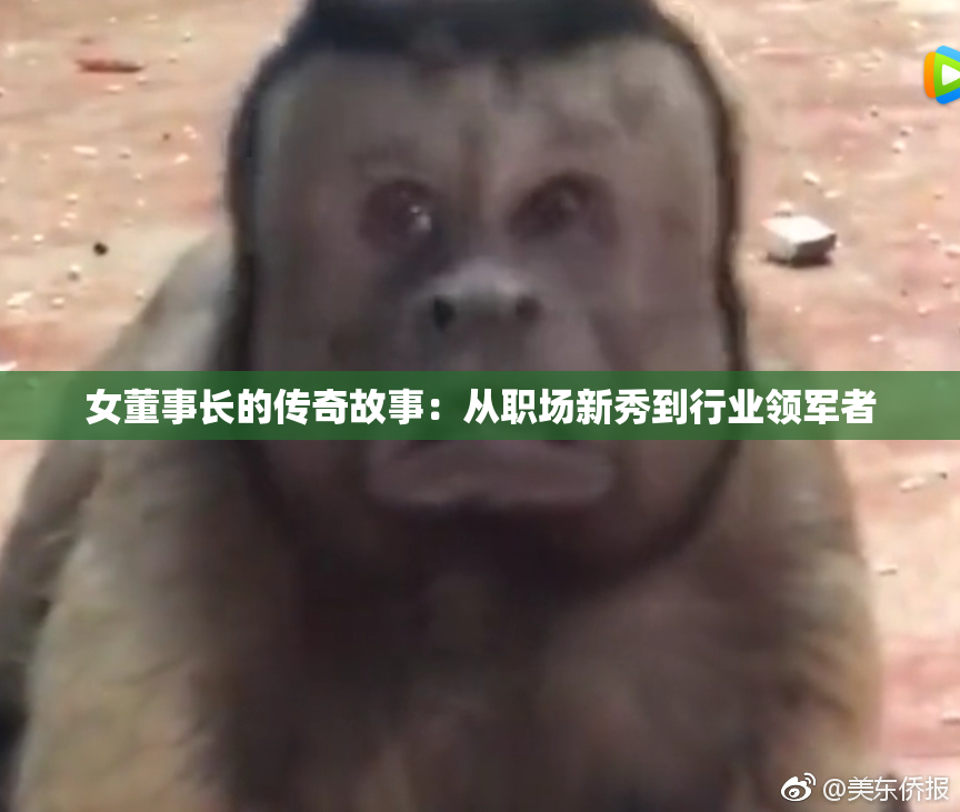 女董事长的传奇故事：从职场新秀到行业领军者