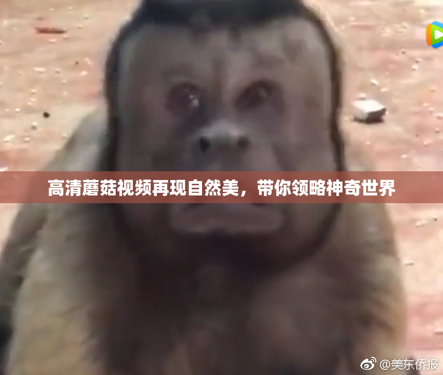 高清蘑菇视频再现自然美，带你领略神奇世界