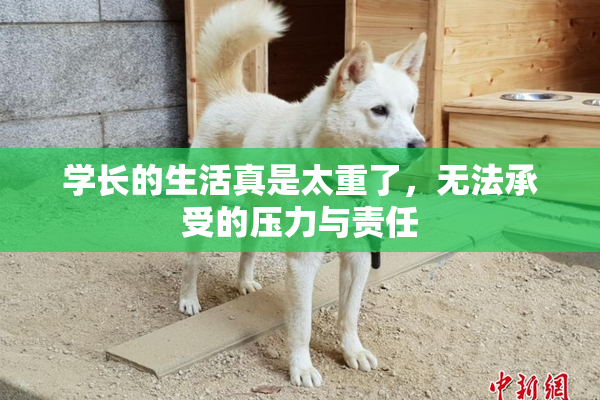 学长的生活真是太重了，无法承受的压力与责任
