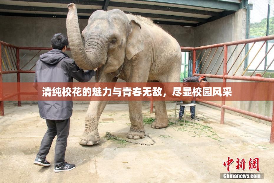 清纯校花的魅力与青春无敌，尽显校园风采