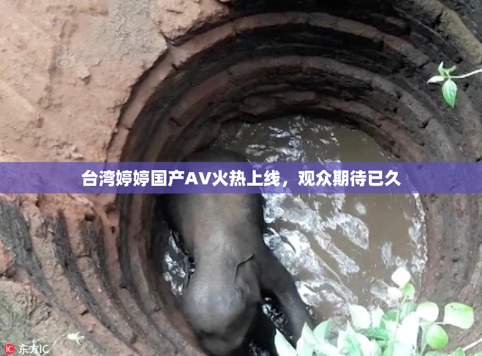 台湾婷婷国产AV火热上线，观众期待已久