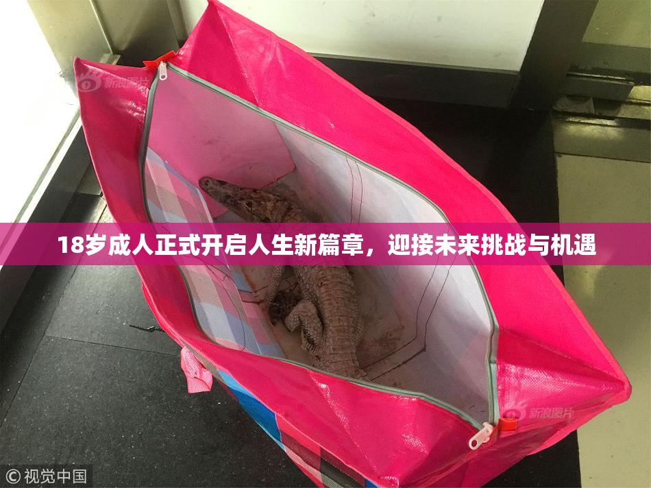 18岁成人正式开启人生新篇章，迎接未来挑战与机遇