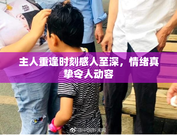 主人重逢时刻感人至深，情绪真挚令人动容