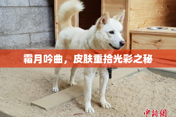 霜月吟曲，皮肤重拾光彩之秘
