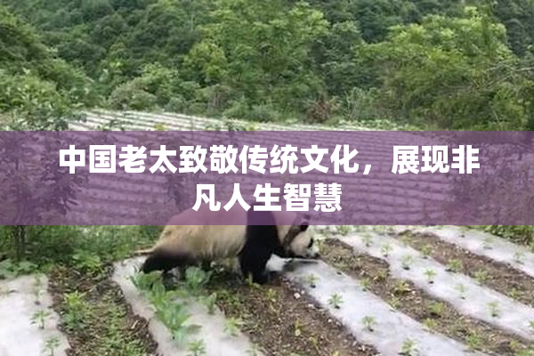 中国老太致敬传统文化，展现非凡人生智慧