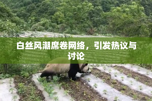 白丝风潮席卷网络，引发热议与讨论
