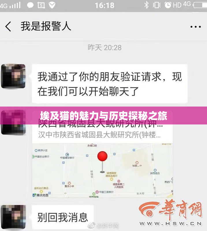 埃及猫的魅力与历史探秘之旅