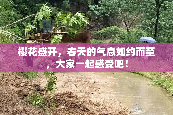 樱花盛开，春天的气息如约而至，大家一起感受吧！