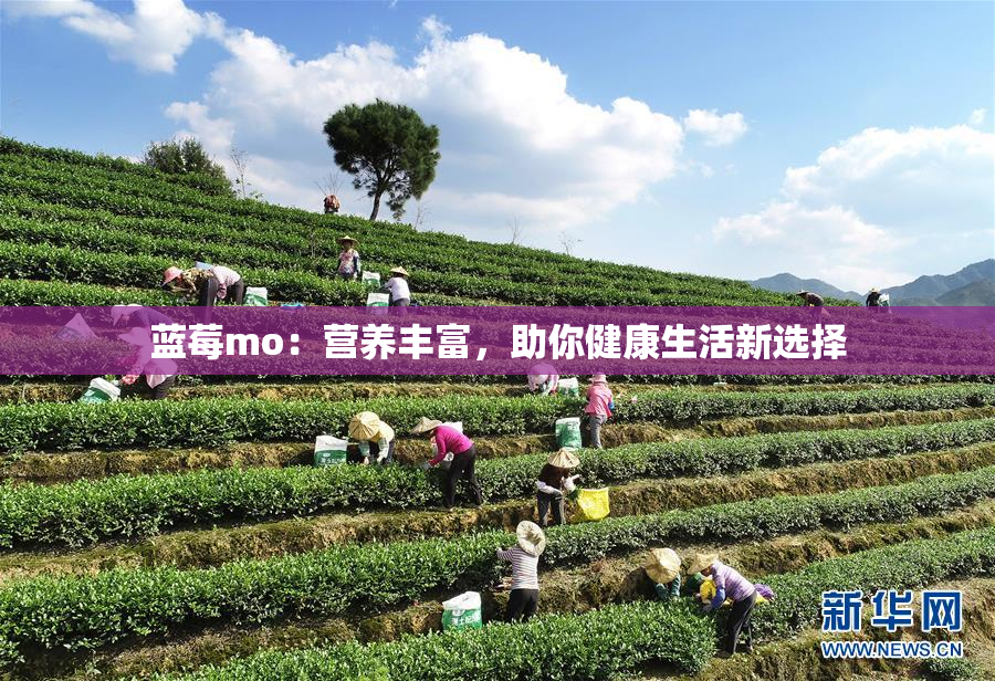 蓝莓mo：营养丰富，助你健康生活新选择