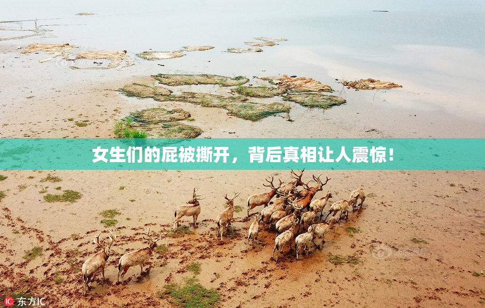 女生们的屁被撕开，背后真相让人震惊！