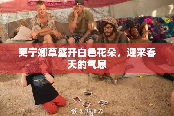 芙宁娜草盛开白色花朵，迎来春天的气息