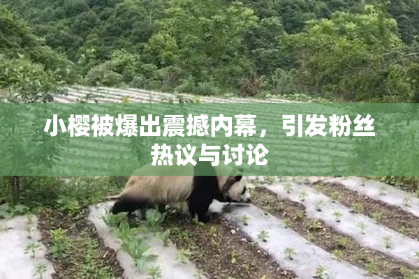 小樱被爆出震撼内幕，引发粉丝热议与讨论