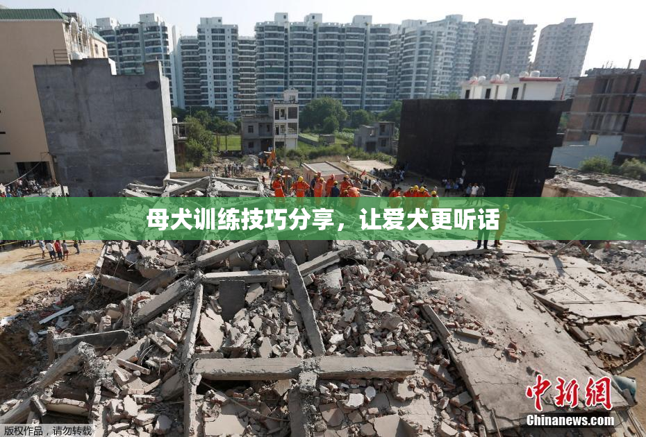 母犬训练技巧分享，让爱犬更听话