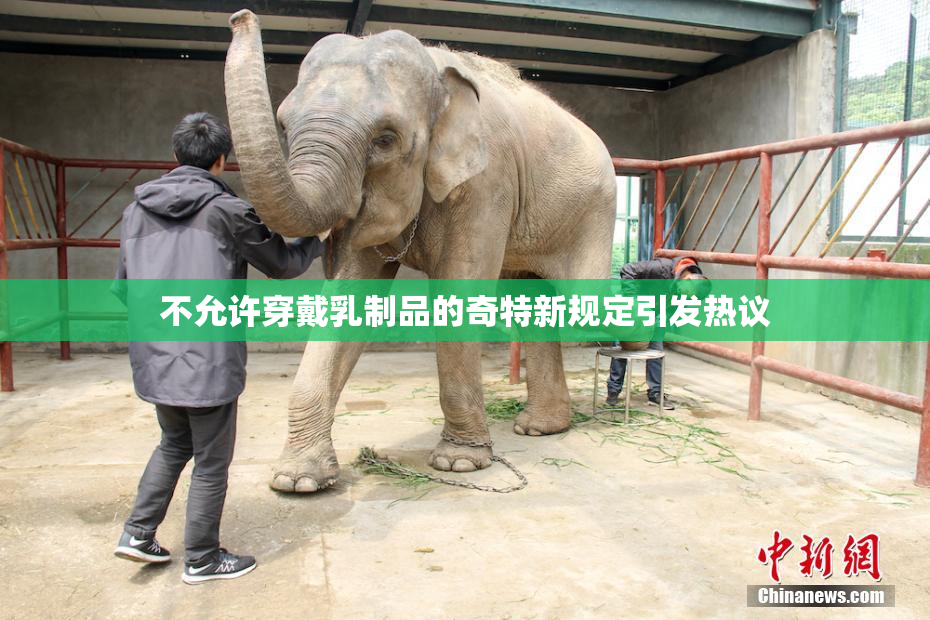 不允许穿戴乳制品的奇特新规定引发热议
