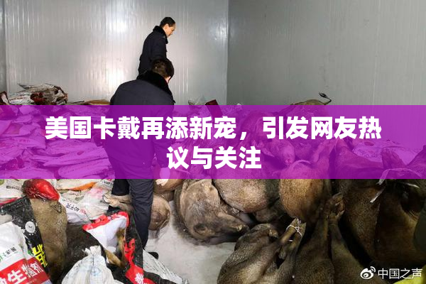 美国卡戴再添新宠，引发网友热议与关注