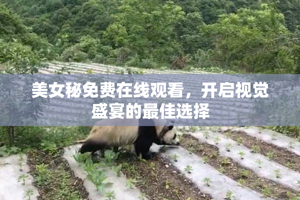 美女秘免费在线观看，开启视觉盛宴的最佳选择