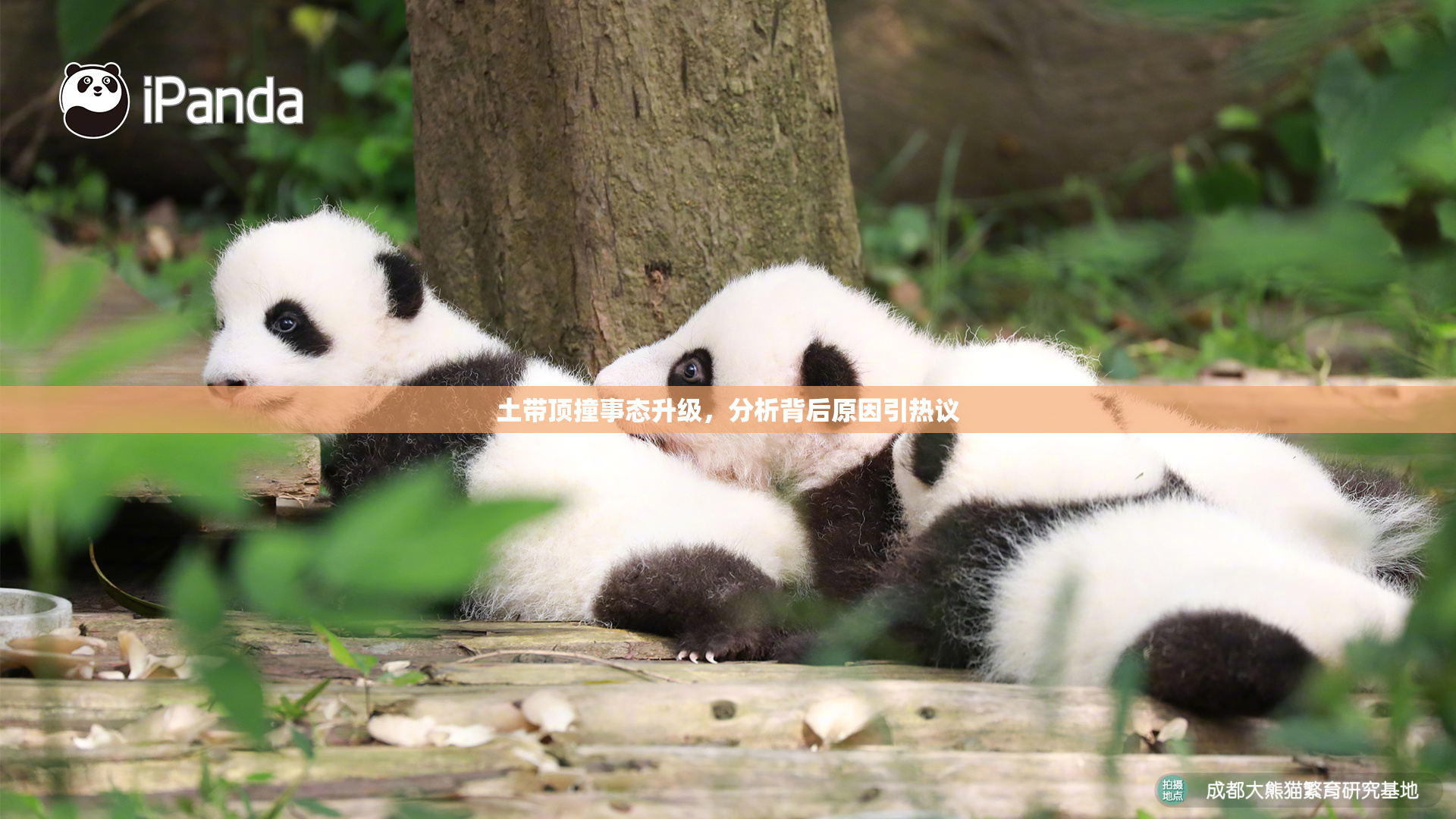 土带顶撞事态升级，分析背后原因引热议
