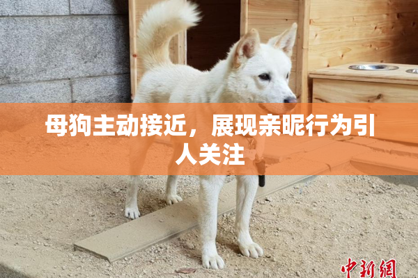 母狗主动接近，展现亲昵行为引人关注