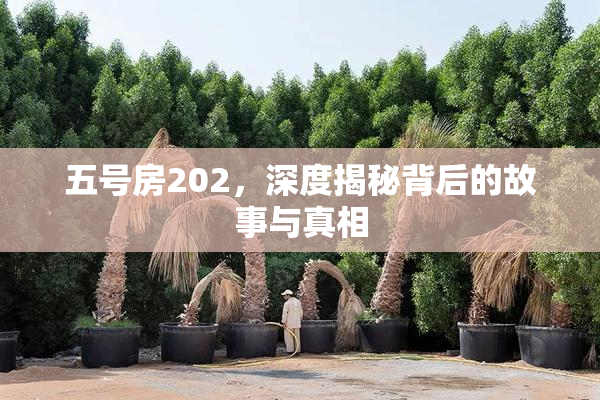 五号房202，深度揭秘背后的故事与真相