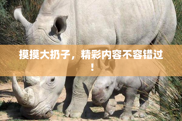 摸摸大扔子，精彩内容不容错过！