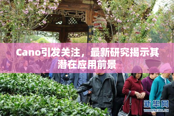Cano引发关注，最新研究揭示其潜在应用前景