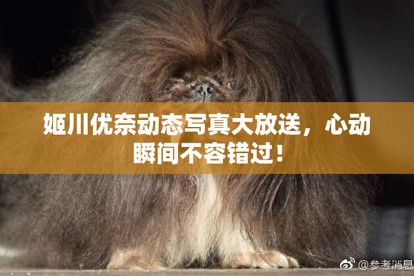 姬川优奈动态写真大放送，心动瞬间不容错过！