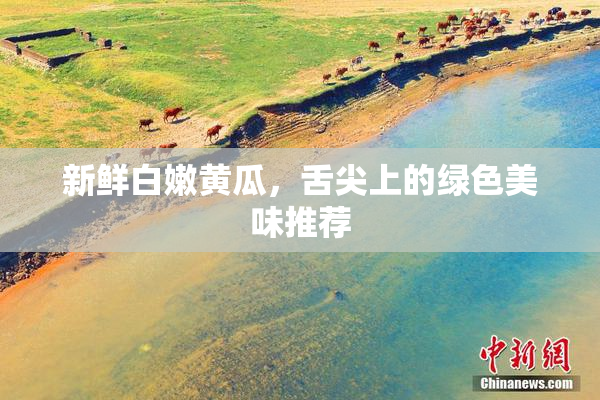新鲜白嫩黄瓜，舌尖上的绿色美味推荐