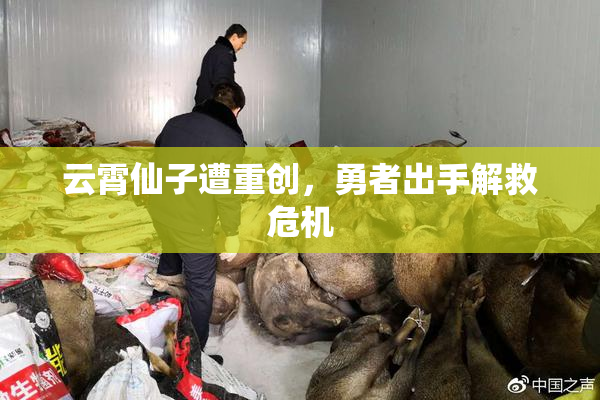 云霄仙子遭重创，勇者出手解救危机