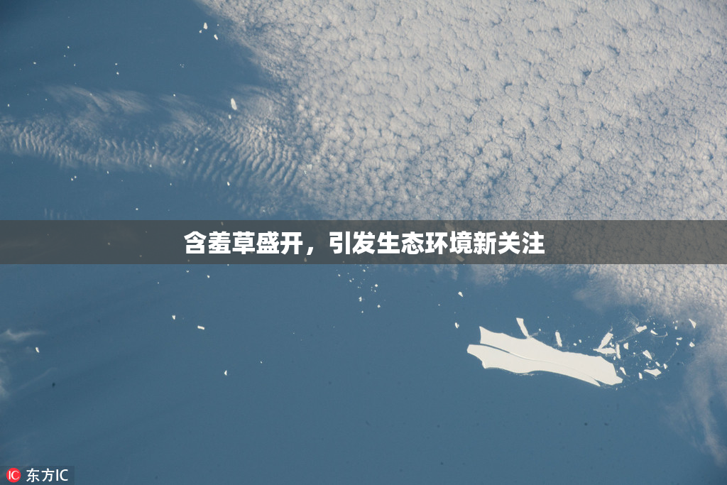 含羞草盛开，引发生态环境新关注