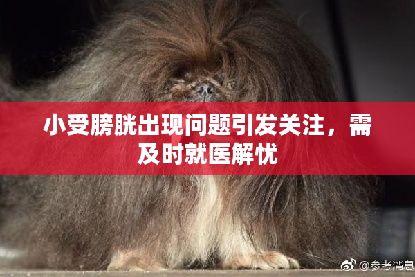 小受膀胱出现问题引发关注，需及时就医解忧