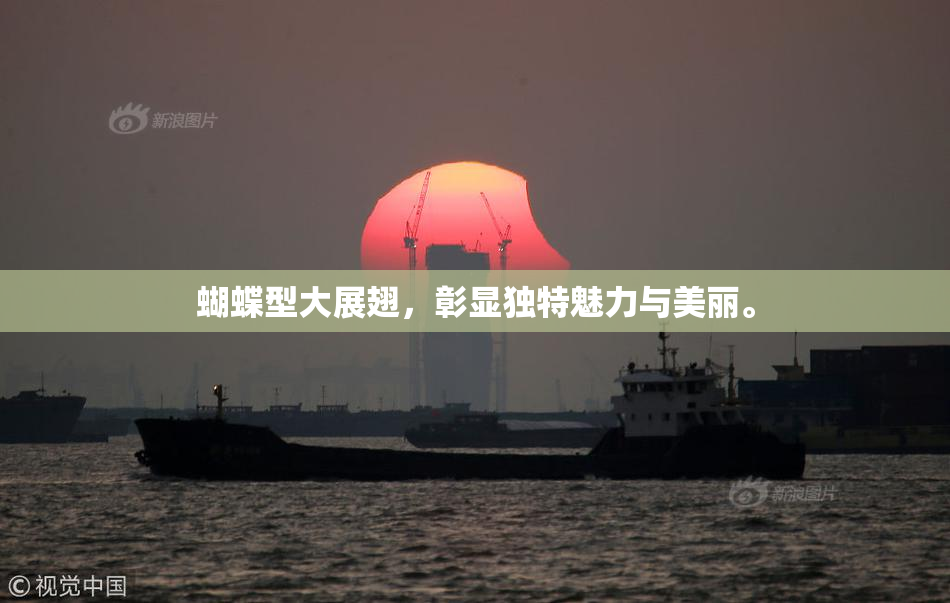 蝴蝶型大展翅，彰显独特魅力与美丽。