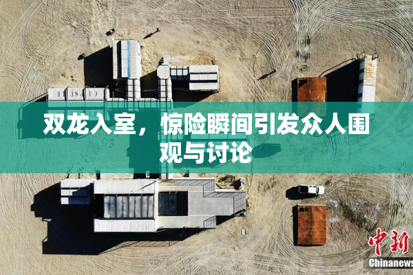 双龙入室，惊险瞬间引发众人围观与讨论