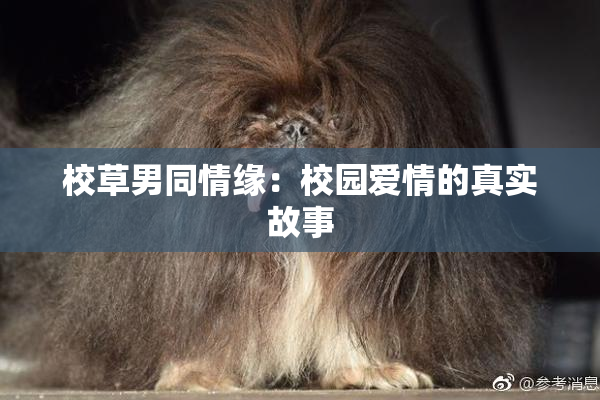 校草男同情缘：校园爱情的真实故事